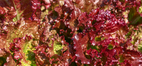 What's In Your Organic Fruit & Veg Box? (13 & 15 November)