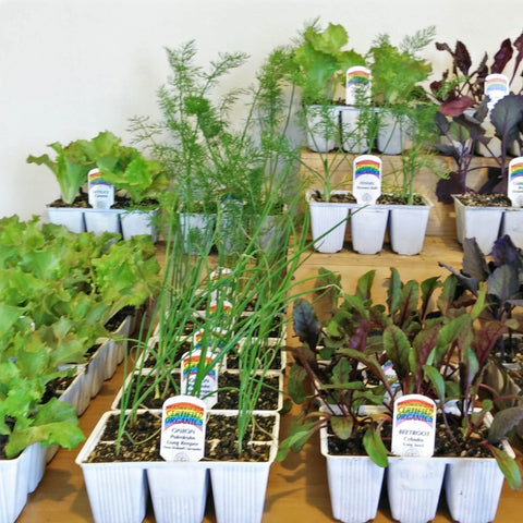 Weathersfield Seedlings Punnet