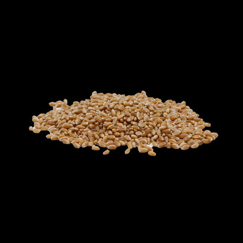 Wheat - Whole - per 100g