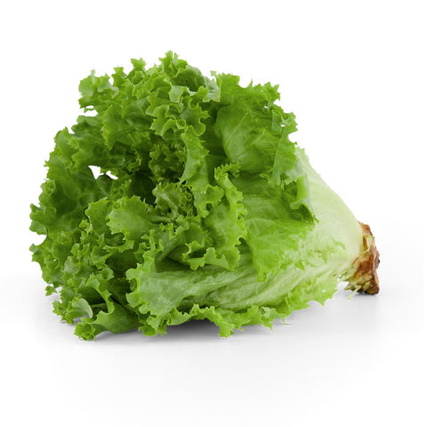 Lettuce - Fancy Green